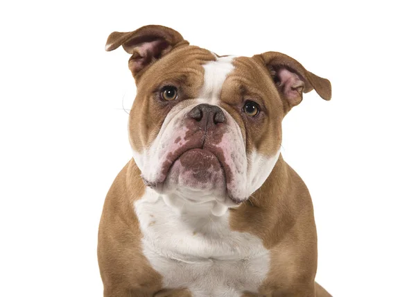 Retrato de un viejo bulldog inglés apoyado hacia adelante sobre un fondo blanco — Foto de Stock