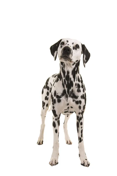 Staande Dalmatische hond op zoek naar boven geïsoleerd op een witte achtergrond — Stockfoto