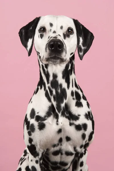 Portrét dalmatského psa na růžovém pozadí — Stock fotografie