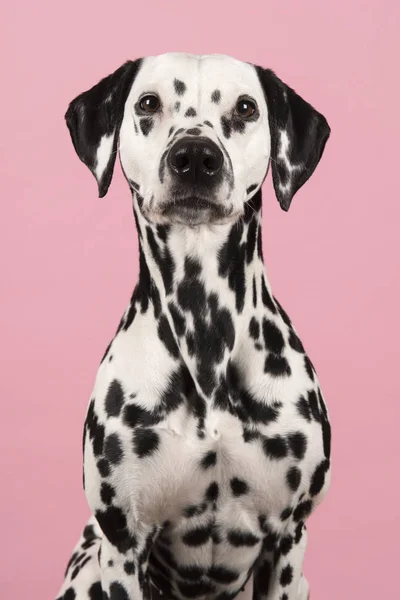 カメラに直面して茶色と白のダルメシアン犬の肖像画 — ストック