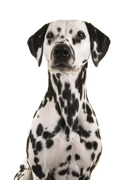 Isoliertes Porträt eines Dalmatinerhundes, der wegschaut — Stockfoto
