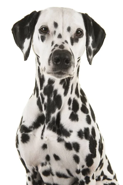 Portret psa dalmatyńskiego patrząc na kamerę — Zdjęcie stockowe