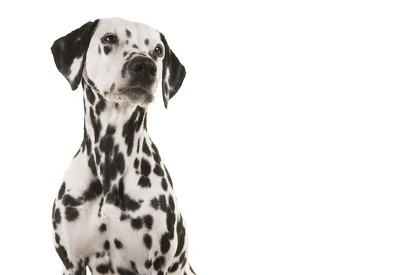 Portrét dalmatského psa, který vzhlédl — Stock fotografie