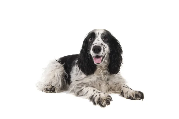 English cocker spaniel seen from the side lying down — Stock Photo, Image