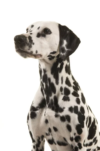 Retrato de un perro dálmata mirando hacia otro lado sobre un fondo blanco —  Fotos de Stock