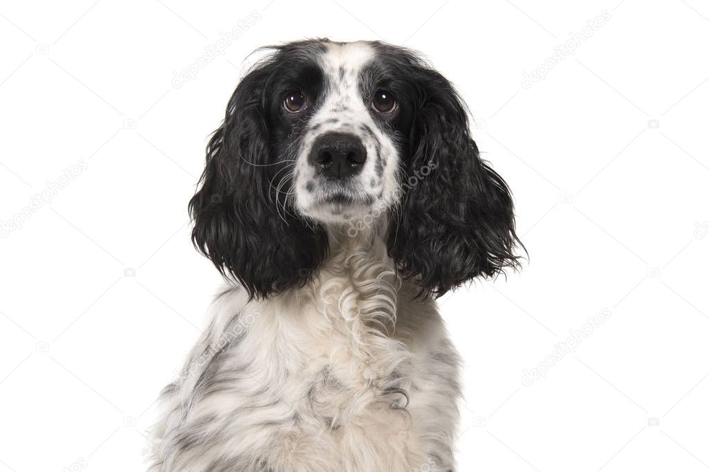 Portrait of a english cocker spaniel looking at the camera