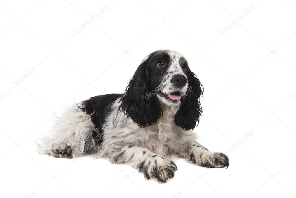 English cocker spaniel lying down on a white background