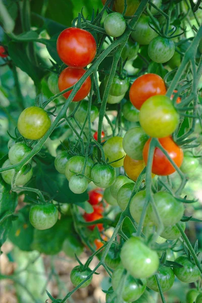 有機性園芸 チェリー トマト まだ緑 — ストック写真