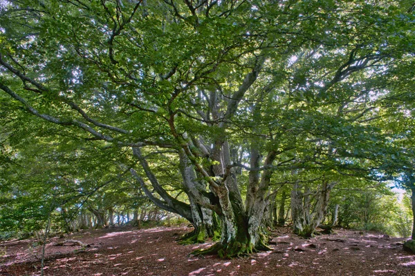 在高丽树的上升过程中 在一个奥弗涅的树下面生长的大的背生状的树 — 图库照片