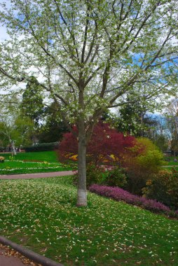 bahar, elma ağacı çiçek Clermont-Ferrand Lecoq Garden