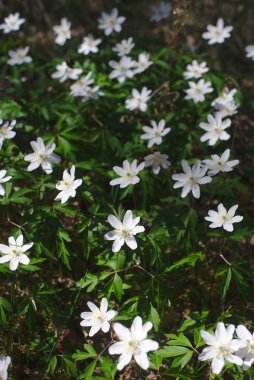Sylvan Anemone, ahşap Anemone veya Sylvester (Anemone nemorosa), Auvergne orman çiçek