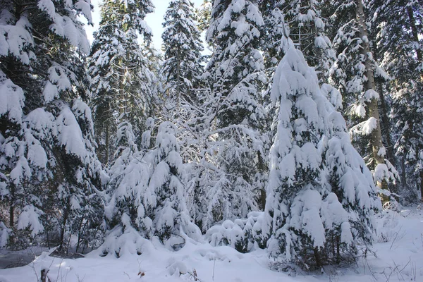Деревья Снегом Овернь Франция Гуль Пасс — стоковое фото