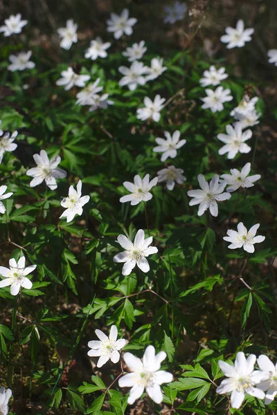 Anemone Sylvan Waldanemone Oder Sylvester Anemone Nemorosa Waldblume Der Auvergne — Stockfoto