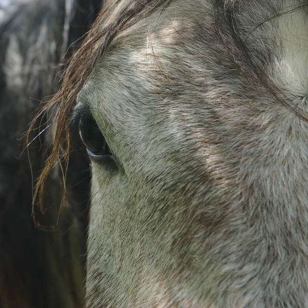 Oko Konia Szare Smutne Spojrzenie Bliska — Zdjęcie stockowe