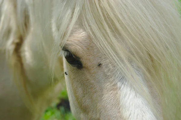 Branco Cavalo Crina Olhar Crina Perto — Fotografia de Stock