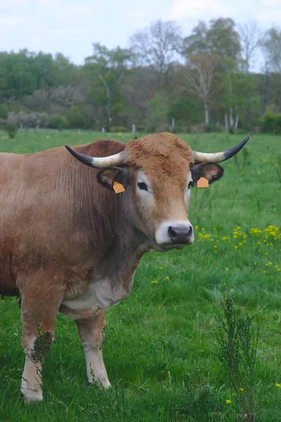 Krowy Aubrac Ich Łące Auvergne Portrety — Zdjęcie stockowe