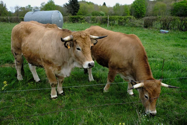 Grupo Vacas Aubrac Prado Auvernia — Foto de Stock