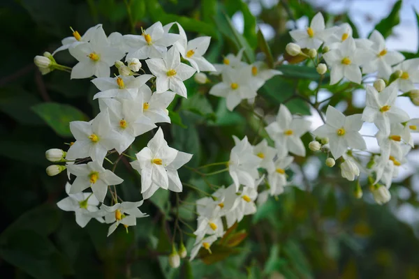 Beyaz Itüzümü Çiçek Yanlış Yasemin Solanum Laxum Solanum Jasminoides — Stok fotoğraf