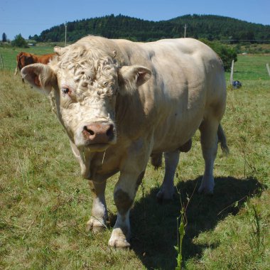 Charolais boğa, Auvergne, Puy de Dome sürüsü kaleci