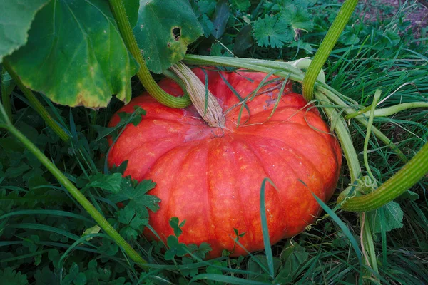 Halloween pumpkin in his garden