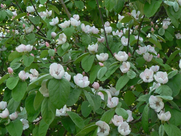 Айва Цветы Своих Ветвях Весной Оверни — стоковое фото