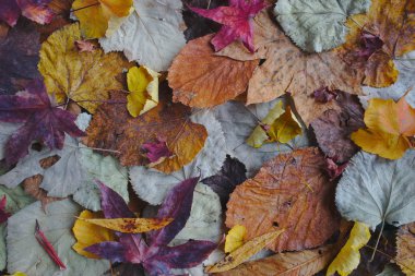 doku renkli sonbahar, sıcak renkler sonbahar yaprakları