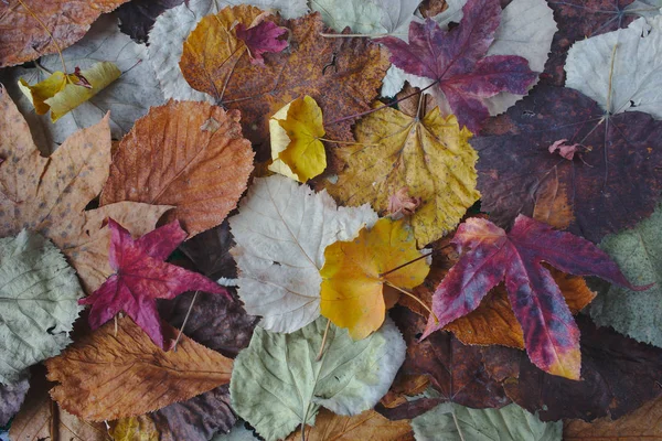Осенние Листья Текстуры Красочные Осенью Теплые Цвета — стоковое фото