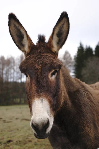 Portrait Brown Nosed Donkey White Nose Big Ears — Stock Photo, Image