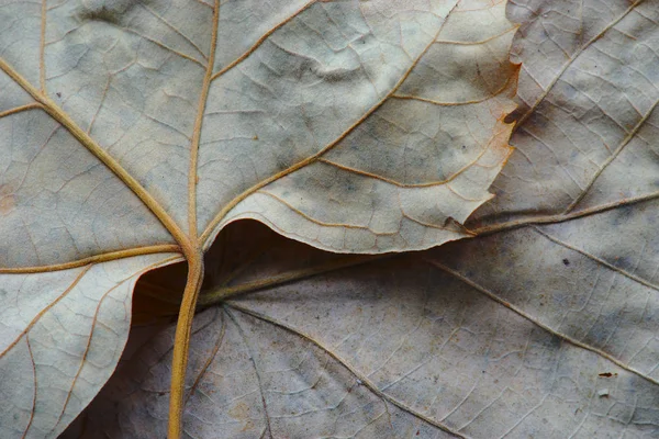 Sheet Died Macro Photography Curved Ribs Composition Fall — Stock Photo, Image