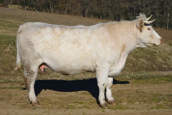 Vache Charolaise Blanche Profil Auvergne — Photo