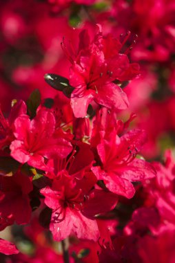 Japon Azaleas buketi botanik bahçesinde fotoğraflandı