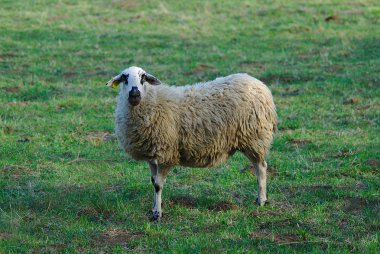 Auvergne bir çayırda bej koyun açık havada
