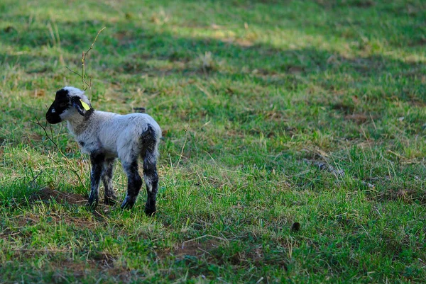 little black and white lamb in the meadow in Auvergne