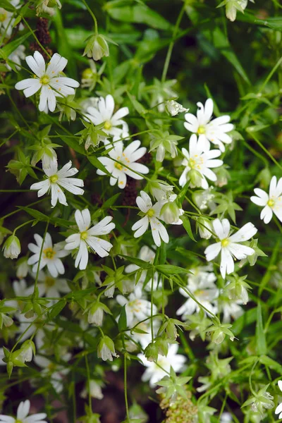 Beyaz Yıldız Çiçeği Çalısı Stellaria Caryophyllaceae Veya Chickweed — Stok fotoğraf