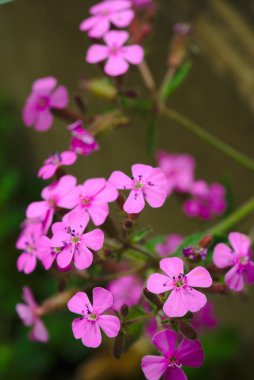 bazilika yaprakları (Caryophyllaceae) olarak adlandırılan pembe soapwort çiçekler. Sabun ot