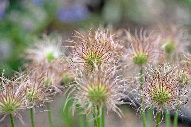 Anemon pulsatilla meyve veya hamamböceği