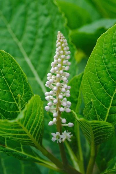 Blütenstand Von Phytolacus Oder Amerikanischer Traube Phytolaccaceae — Stockfoto