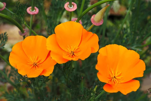 Escholtzias California Poppies — Stock Photo, Image