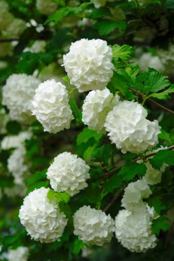Viorme Obier beyaz çiçek topları. Viburnum opulus