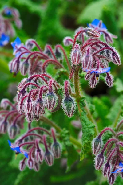 Azul Inflorescencias Borraja Borago Officinalis —  Fotos de Stock