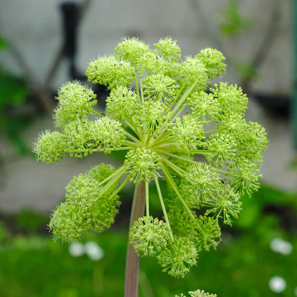 Angelica Archangelica Fleur Angelica Archangelica — Photo