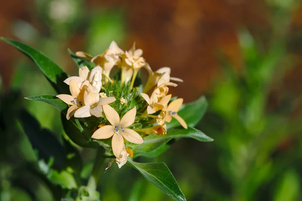 beige flowers in star. phlox divariate. Phlox Divaricata