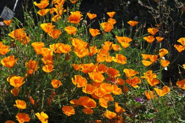 turuncu escholtzias veya California haşhaş çiçekli