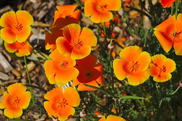 Flowerbed Orange Escholtzias California Poppy — Stock Photo, Image