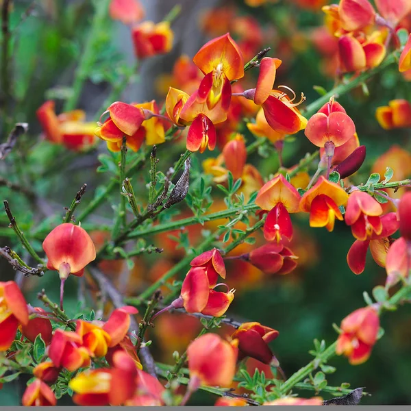 Bush Red Yellow Broom Pods Fabaceae — Stock Photo, Image