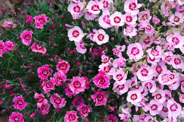 Cravo Rosa Claro Escuro Canteiro Flores Dianthus Caryophyllaceae — Fotografia de Stock