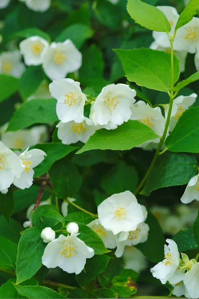 Hain Weißer Blüten Von Syringa Philadelphus Coronarius — Stockfoto