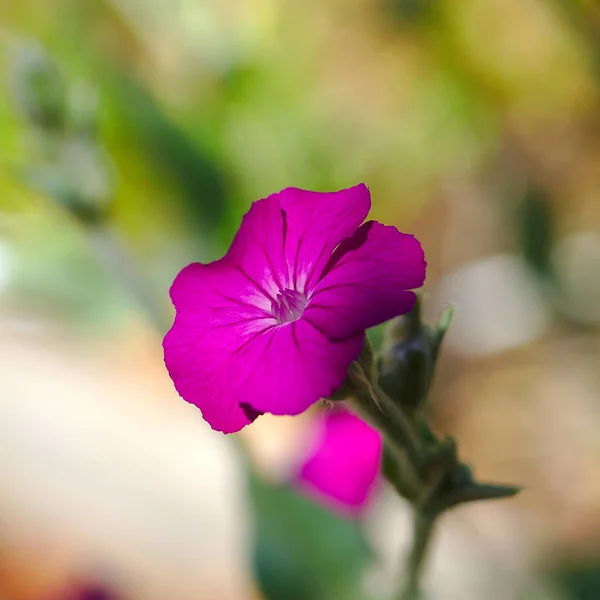 Rosa Blomma Trädgård Corncockle Silene Coronaria — Stockfoto