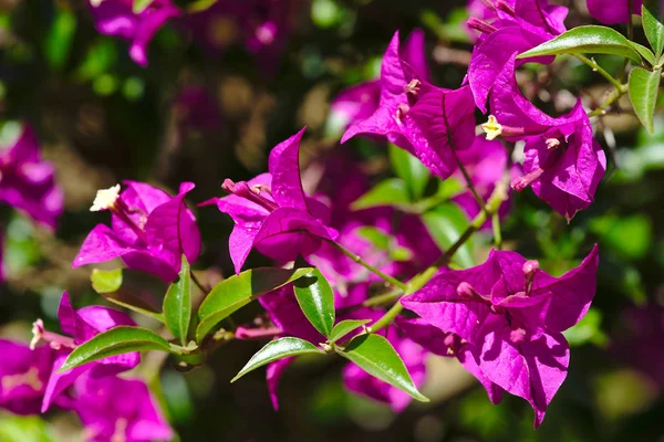 Ramo Flores Buganvília Rosa Bougainvillea Spectabilis Selvagem — Fotografia de Stock