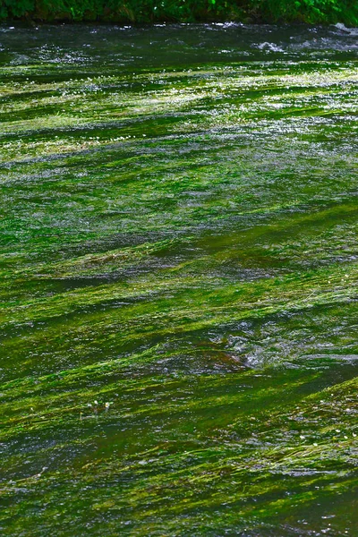 algae on the surface of the Sioule River water current in Auvergne, France
